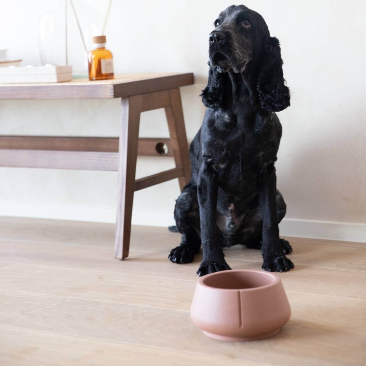 Lifestyle photo of a dog sitting next to a foxy terra long ears bowl