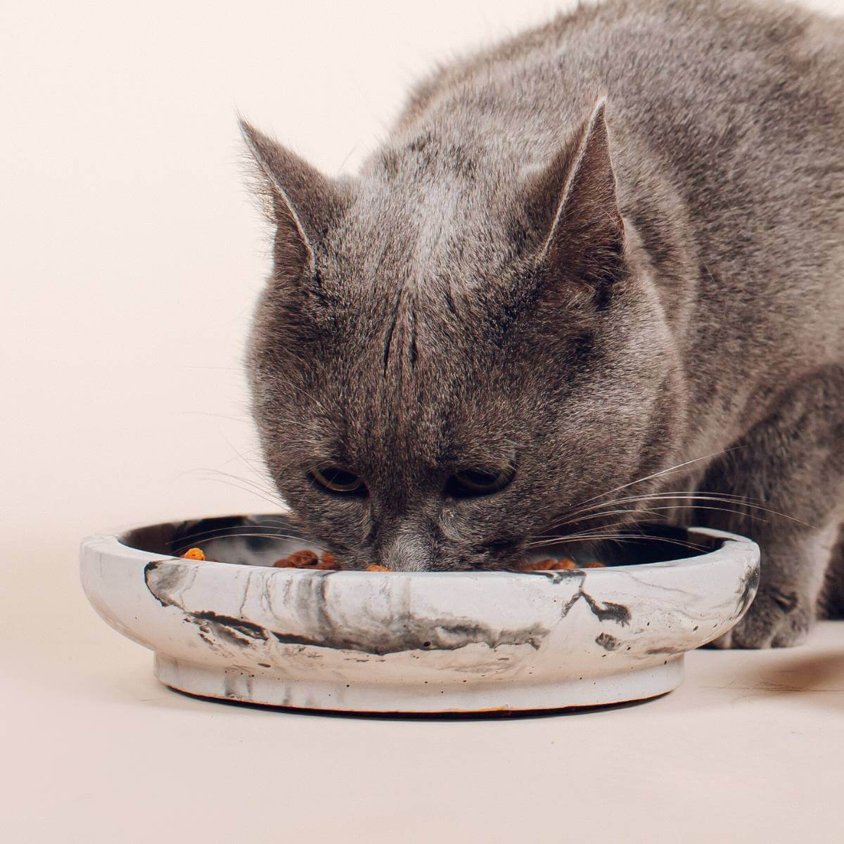 a grey cat eating out of the dolphin grey marble whisker-friendly bowl
