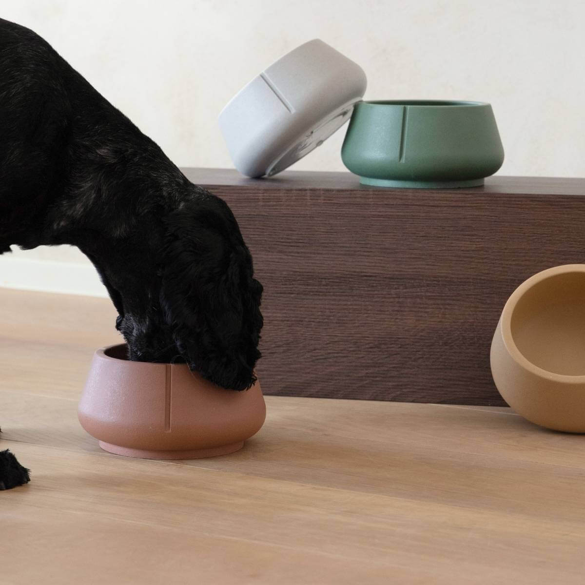 A dog posing with the long ears bowls