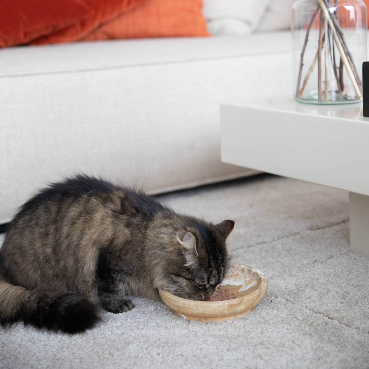 Cat whisker bowl best sale