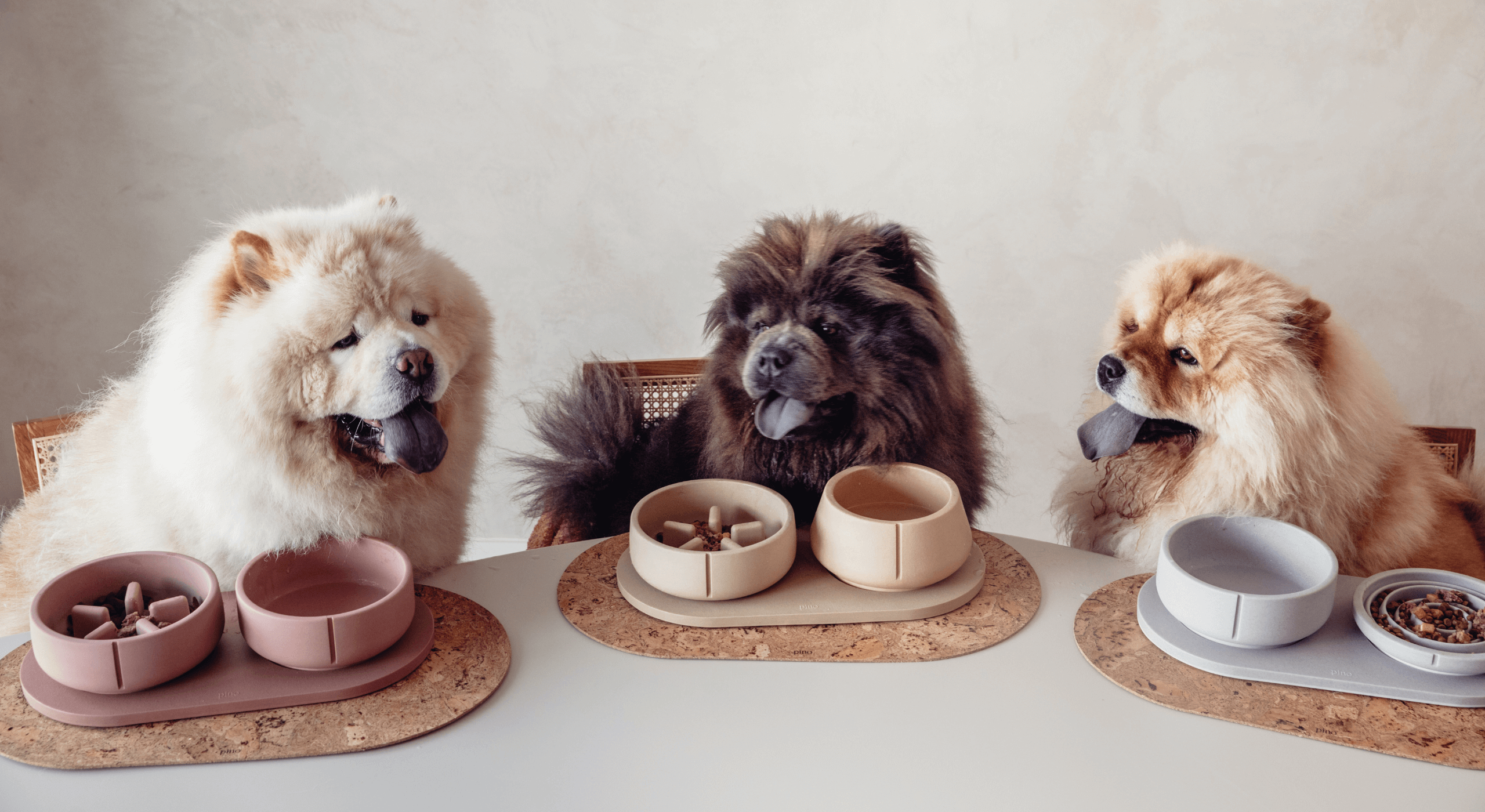 3 Chow chow's eating out of Pino bowls at a table