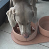 Dog eating out of a slow feeder bowl produced by Pino Pets