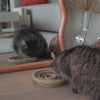 A cat eating out of the slow feeder bowl produced by Pino.