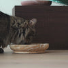 A cat eating out of the classic feeder bowl produced by Pino.